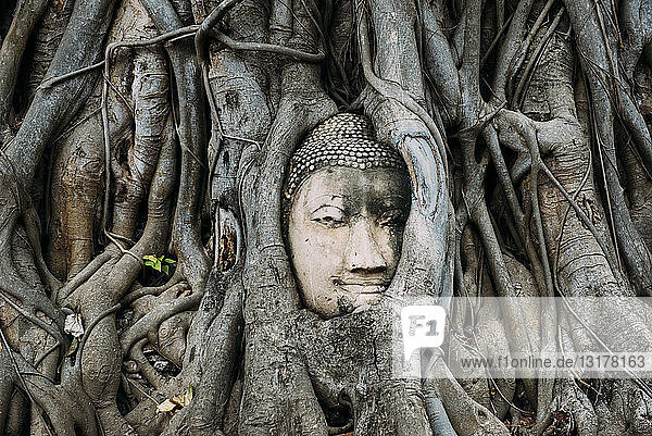 Thailand  Ayutthaya  Buddhakopf zwischen Baumwurzeln im Wat Mahathat