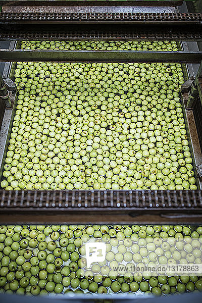 Grüne Äpfel in der Fabrik werden gewaschen