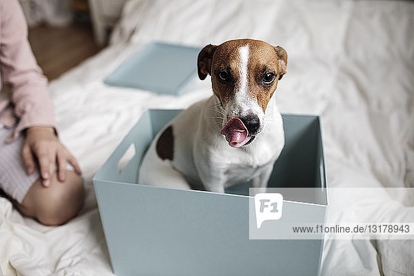 Porträt von Jack Russel Terrier in einem Karton sitzend