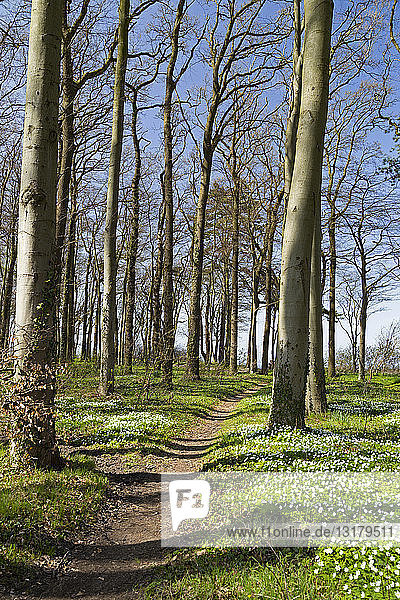 Germany  Mecklenburg-Western Pomerania  Warnemuende  Forest in spring  empty way