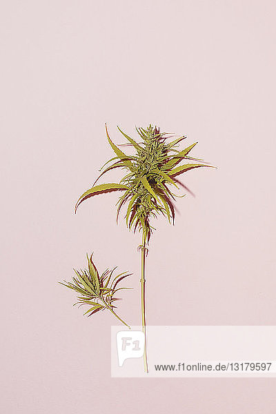 Cannabisblatt auf rosa Hintergrund  Copy Space