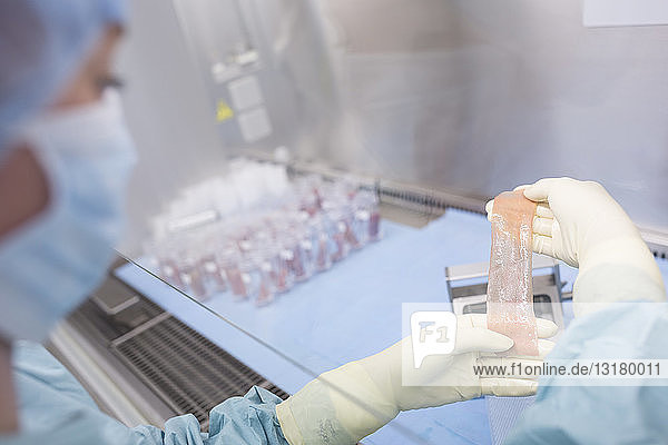 Wissenschaftler  der Hauttransplantate im Labor verarbeitet