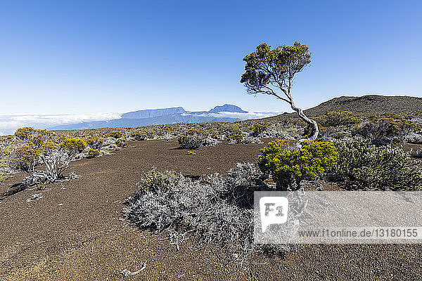 Reunion  Reunion National Park  Piton de la Fournaise  Route du volcan  Plaine des Sables