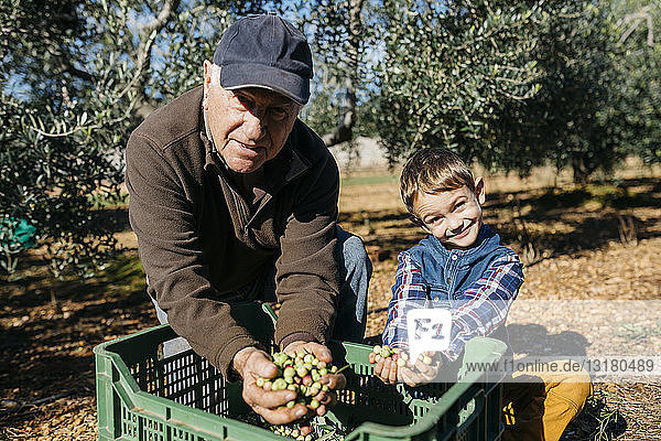 Porträt eines älteren Mannes und seines Enkels bei der gemeinsamen Olivenernte im Obstgarten