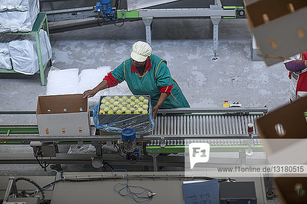 Frau Fabrik verpackt Äpfel in Pappkarton