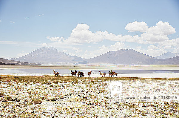 Chile  Salar del Carmen  Alpakas am Salzseeufer vor den Anden