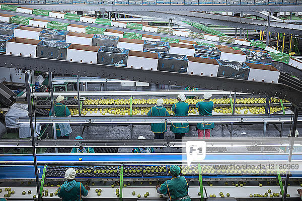 Frauen arbeiten in einer Apfel-Fabrik
