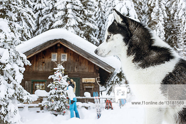 Österreich  Altenmarkt-Zauchensee  Hund im Schnee mit Frau an der Hütte im Hintergrund