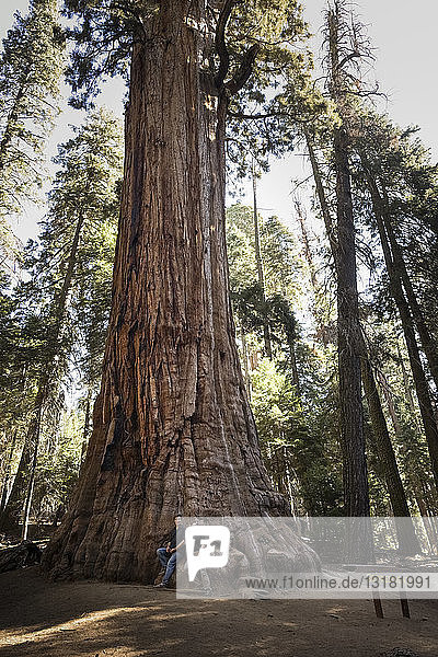USA  California  Sequoia National Park  Sequoia tree 'President' and couple