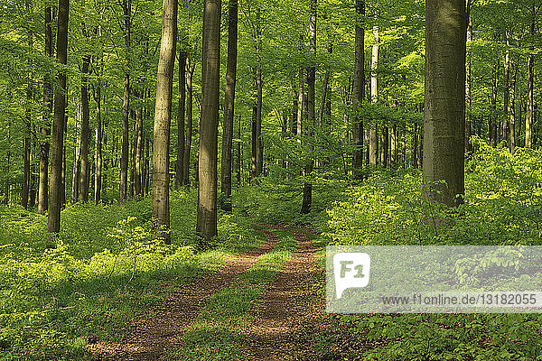 Vitaler grüner Wald im Frühling. Westerwald  Rheinland-Pfalz  Deutschland