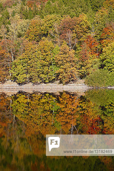 Deutschland  Herbstwald  Wasserspiegelung