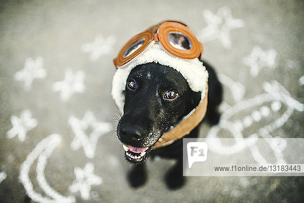 Porträt eines schwarzen Hundes mit Fliegerbrille und Hut