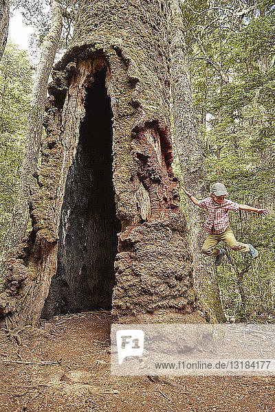 Chile Puren Nahuelbuta-Nationalpark Junge springt auf einen alten Araukarienbaum