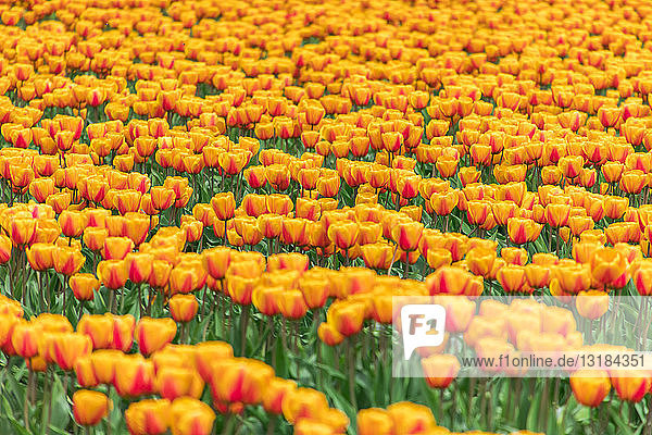 USA,  Washington State,  Skagit Valley,  tulip field