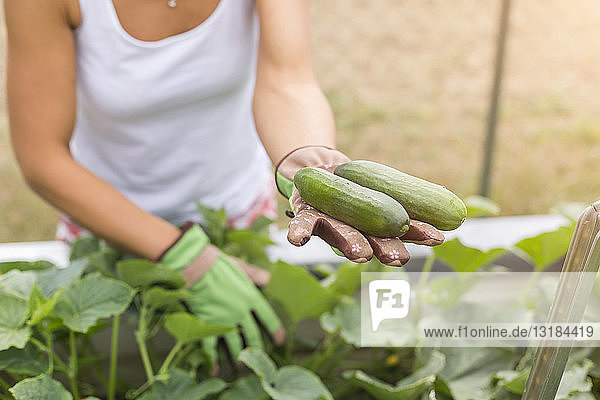 Close-up of woman harvesting cucumbers at raised bed