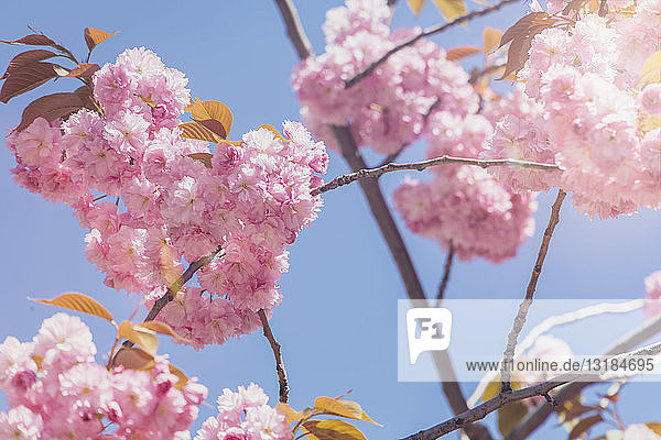 USA  Bundesstaat Washington  Kirschblüten
