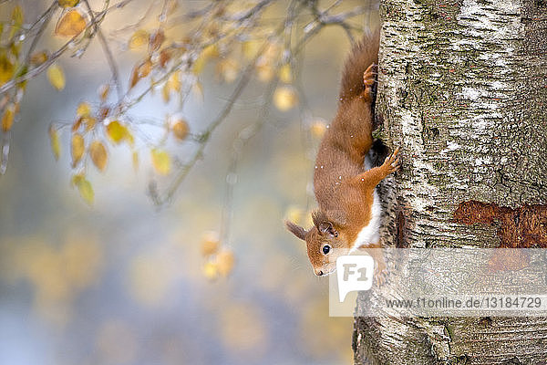 Porträt eines eurasischen Roteichhörnchens  das im Herbst auf einen Baum klettert