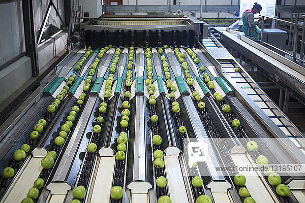 Grüne Äpfel in der Fabrik werden sortiert
