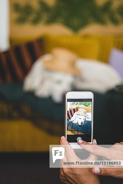 Beschnittenes Bild einer Frau  die zu Hause einen Hund mit Hut auf ihrem Mobiltelefon fotografiert
