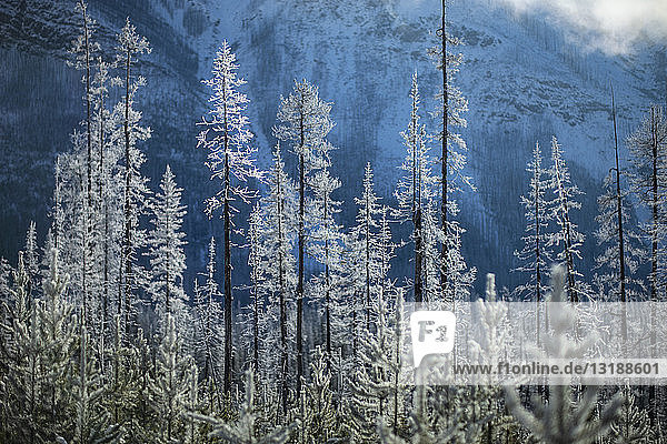 Schneebedeckte Waldbäume unterhalb des Berges  Marble Canyon  Alberta  Kanada