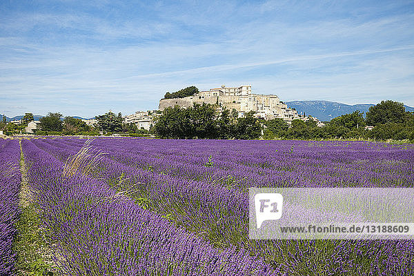 Idyllisches  sonniges Lavendelfeld  Valence  Auvergne-Rh ne-Alpes  Frankreich