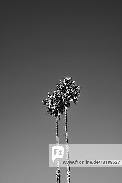 Zwei Palmen gegen den Himmel  Los Angeles  Kalifornien  USA