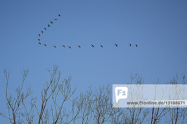 Vögel fliegen im blauen Himmel