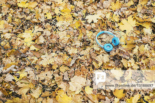 Blue headphones laying in yellow autumn leaves
