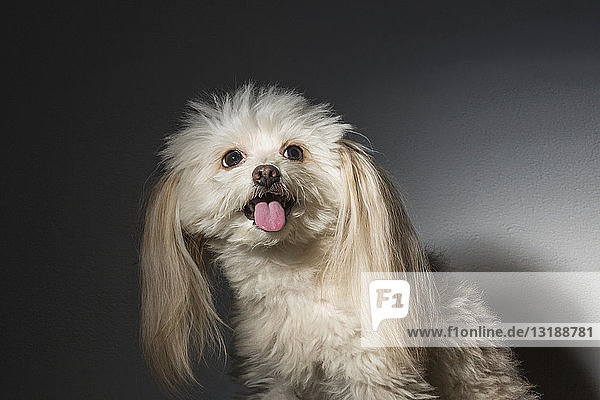 Cute dog looking up