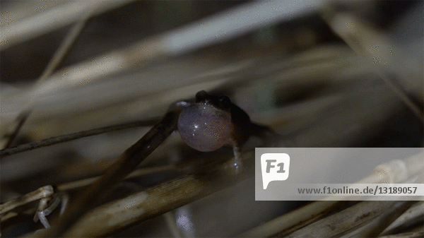 Kleiner Frosch mit aufgeblasener Kehle