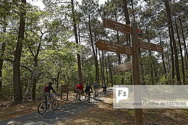 France,  Gironde,  Bassin d'Arcachon,  Cap Ferret,  Grand Crohot forest,  bicycle path