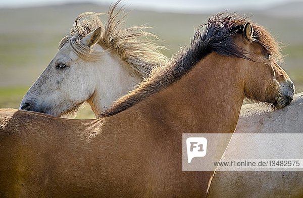 Zwei IslÃ?ndische Pferde  weiÃŸ und braun  striegeln ihr Fell auf der Weide  Wind weht in der MÃ?hne  SauÃ°Ã¡rkrÃ³kur  Akrahreppur  NorÃ°urland vestra  Island  Europa