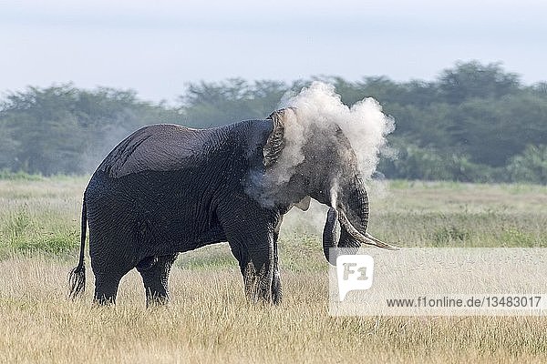 Afrikanischer Elefant (Loxodonta africana) bedeckt sich mit Staub  Verhalten  Amboseli National Park  Kenia  Ostafrika  Afrika