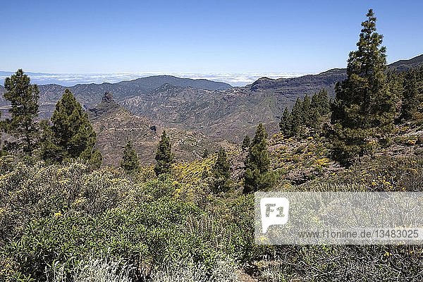 Blick vom Weg um den Roque Nublo auf blühende Vegetation  Kanarische Kiefern (Pinus canariensis)  hinten links vom Roque Bentayga  Gran Canaria  Kanarische Inseln  Spanien  Europa