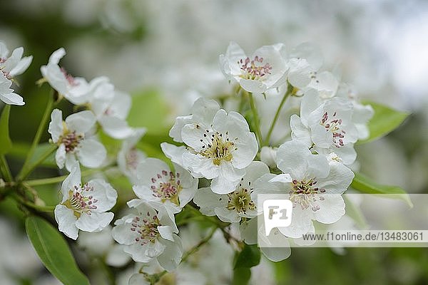 Birnbaum (Pyrus)  Blüten im Frühling  Nahaufnahme  Bayern  Deutschland  Europa