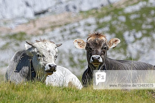 Tiroler Grauvieh  Kühe auf der Alm  zwei Tiere beim Wiederkäuen im Gras  Rofangebirge  Tirol  Österreich  Europa