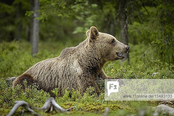 Europäischer Braunbär (Ursus arctos arctos) liegt zwischen Heidekraut im Wald  Suomussalmi  Kainuu  Finnland  Europa