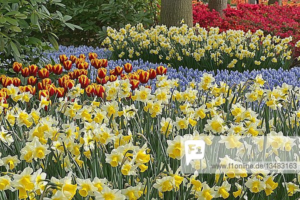 Blühende Tulpen (Tulipa) und Narzissen (Narcissus) im Keukenhof  Lisse  Südholland  Niederlande  Europa