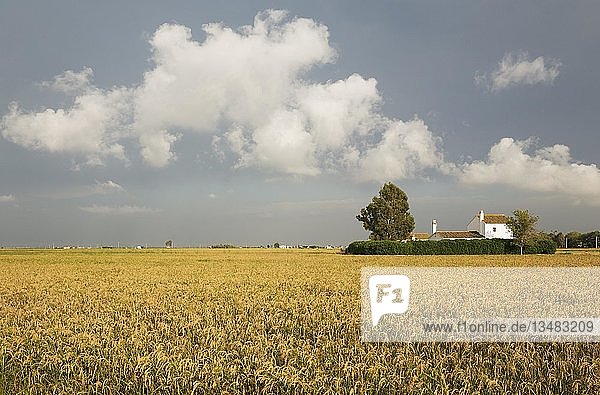 Kleines Bauernhaus inmitten von Reisfeldern (Oryza sativa)  im September zur Zeit der Reisernte  in der Umgebung des Naturparks Ebro-Delta  Provinz Tarragona  Katalonien  Spanien  Europa