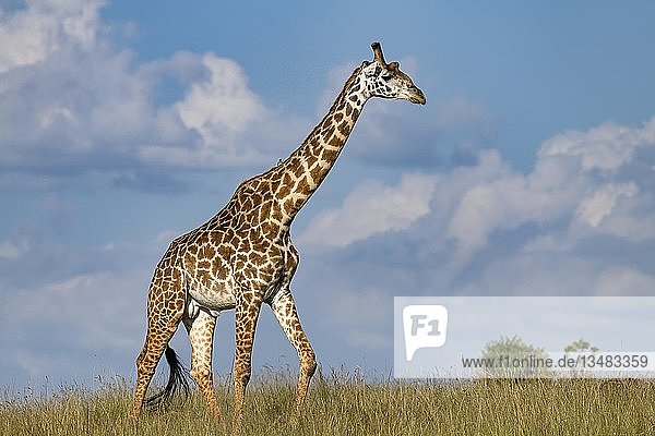 Giraffe (Giraffa camelopardalis)  Bulle geht durch Savanne  Masai Mara  Kenia  Afrika