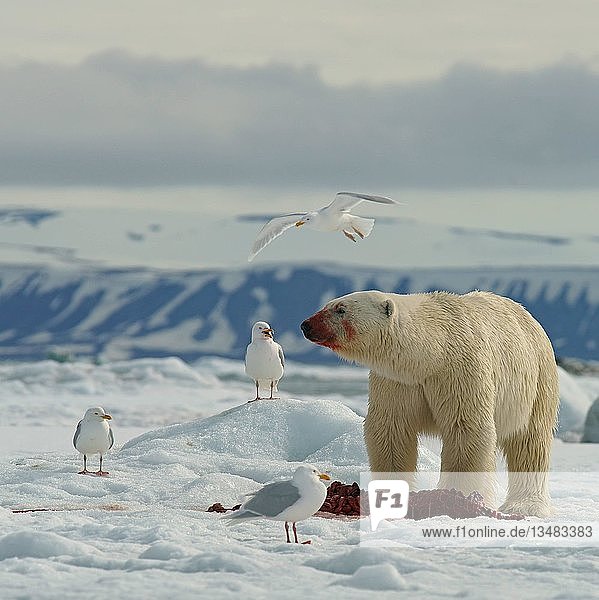 Eisbär (Ursus maritimus) beim Fressen des Kadavers einer erbeuteten Robbe auf einer Eisscholle  Svalbard  Norwegische Arktis  Norwegen  Europa
