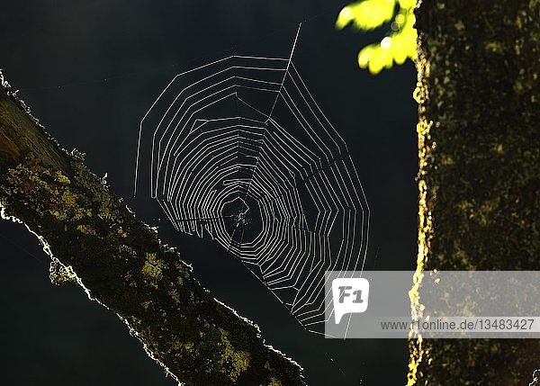 Spinnennetz leuchtet im Gegenlicht  Deutschland  Europa