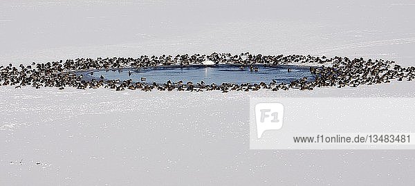 Enten  Schwäne  die an einem Wasserloch in einem zugefrorenen See sitzen