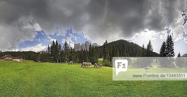 Kühe auf der Weide  Zanser Alm nach einem Gewitter  Geisler Gruppe  Santa Maddalena  Villnösstal  Provinz Bozen  Italien  Europa