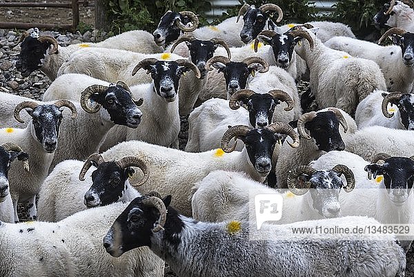 Hausschaf (Ovis aries)  Herde in Gatter  Scottish Blackface  Morvern  Highlands  Schottland  Vereinigtes Königreich  Europa