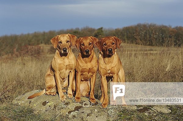 Labrador Retriever  gelb  Hündin und Rüde  drei Hunde nebeneinander  Österreich  Europa