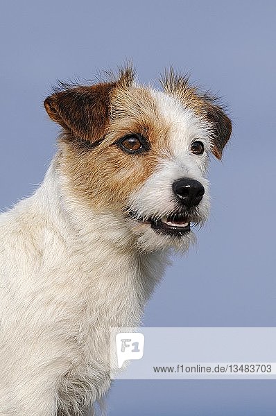 Jack Russell Terrier  braun-weiß  Hündin  Tierportrait  Österreich  Europa
