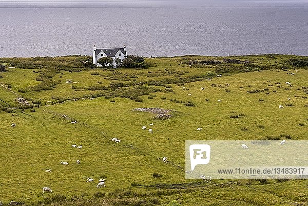 Typische Landschaft mit Häusern und Schafen auf der gälischen Halbinsel Applecross  Strathcarron  Innere Hebriden  Schottland  Großbritannien