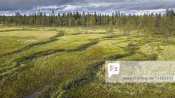 Drohnenansicht  Luftbild  arktischer borealer Wald mit Kiefern (Pinus) in Feuchtgebiet  Moor  SodankylÃ¤  Lappland  Finnland  Europa