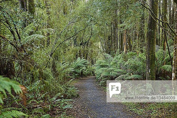 Wanderweg durch den Wald  Great Otway National Park  Australien  Ozeanien